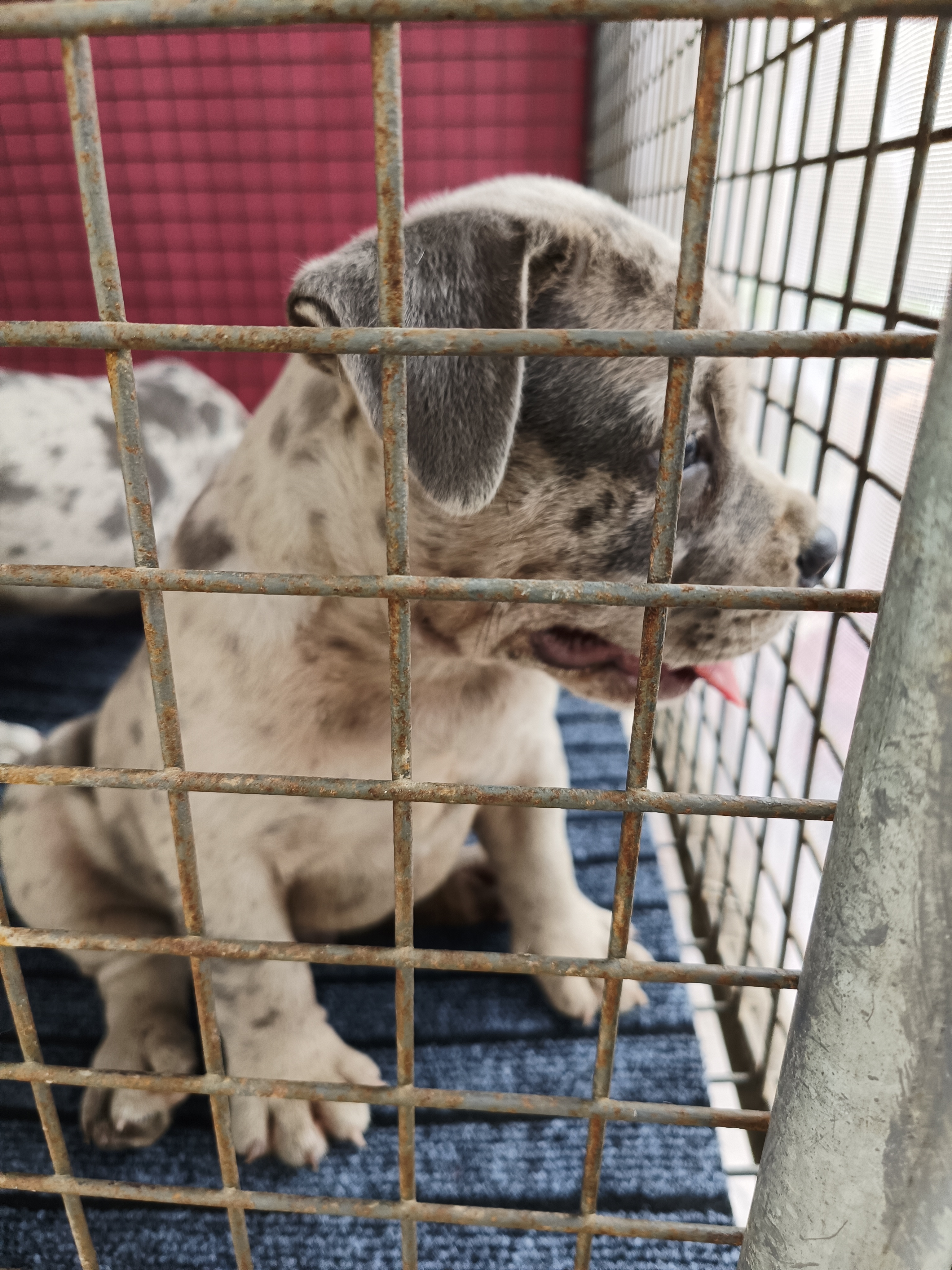 恶霸犬  陨石色  大体